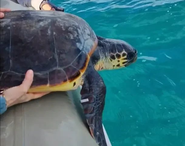 Il Circolo Canottieri Barion al fianco dei volontari per riportare le tartarughe marine in libertà